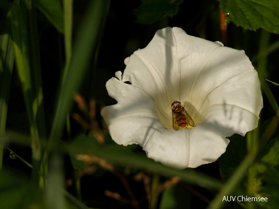 Zaunwinde