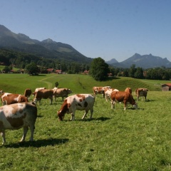 Kühe am Samerberg