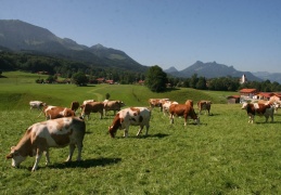 Kühe am Samerberg