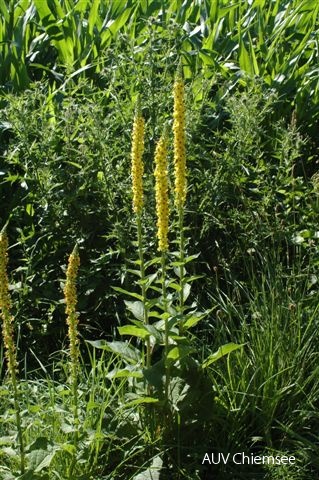 AktNatBeo-110629-ml-Verbascum_nigrum_Schwarze_Koenigskerze_DSC_1823.JPG