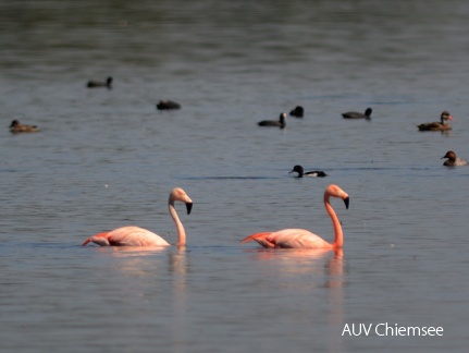 Flamingos  ...