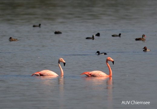 Flamingos  ...