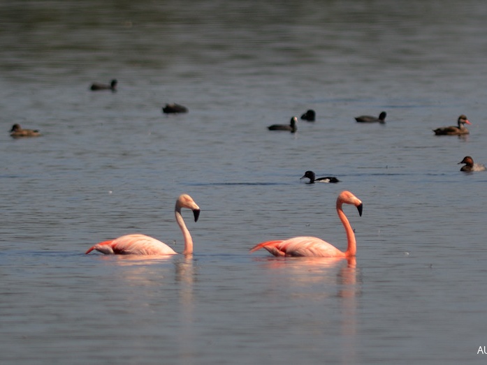 Flamingos  ...