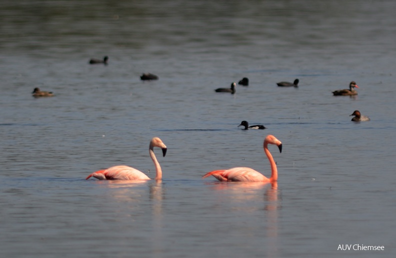 AktNatBeo-110629-jz-Flamingos_HB_JZI_3000.jpg