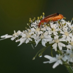 Roter Weichkäfer