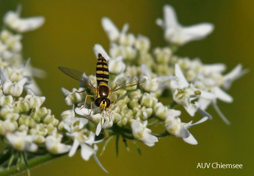 Stiftschwebfliege