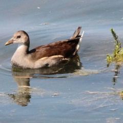 Teichhuhn