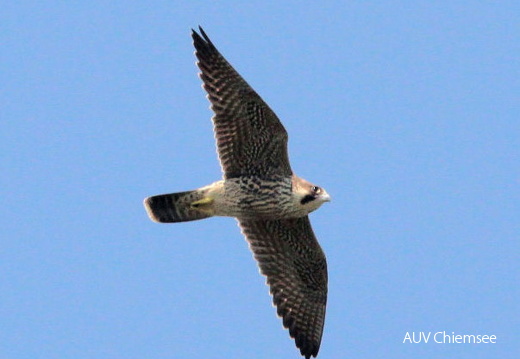 Turmfalke
