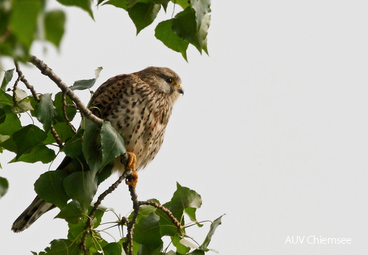 Turmfalke