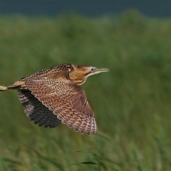 Rohrdommel - Flieger  ...