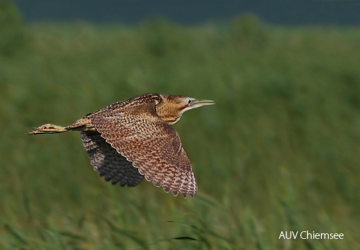 Rohrdommel - Flieger  ...