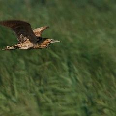 Rohrdommel - Flieger  ...