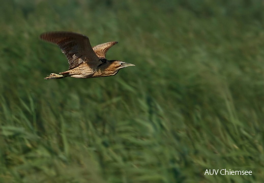 Rohrdommel - Flieger  ...