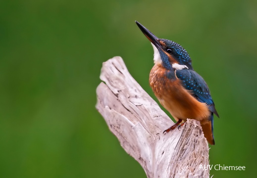 Eisvogel  - junges Weibchen  ...