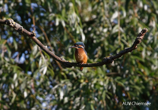 Eisvogel  -  1jähriges Weibchen  ...
