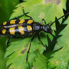 Gefleckter Schmalbock