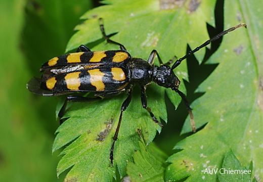 Gefleckter Schmalbock