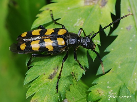 Gefleckter Schmalbock