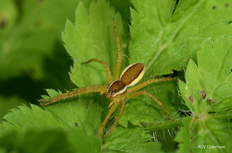 AktNatBeo-110719-jz-c-Gebaenderte_Jagdspinne_JZI_3561.jpg