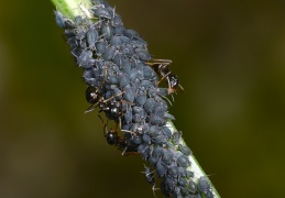 Ameisen und Blattläuse