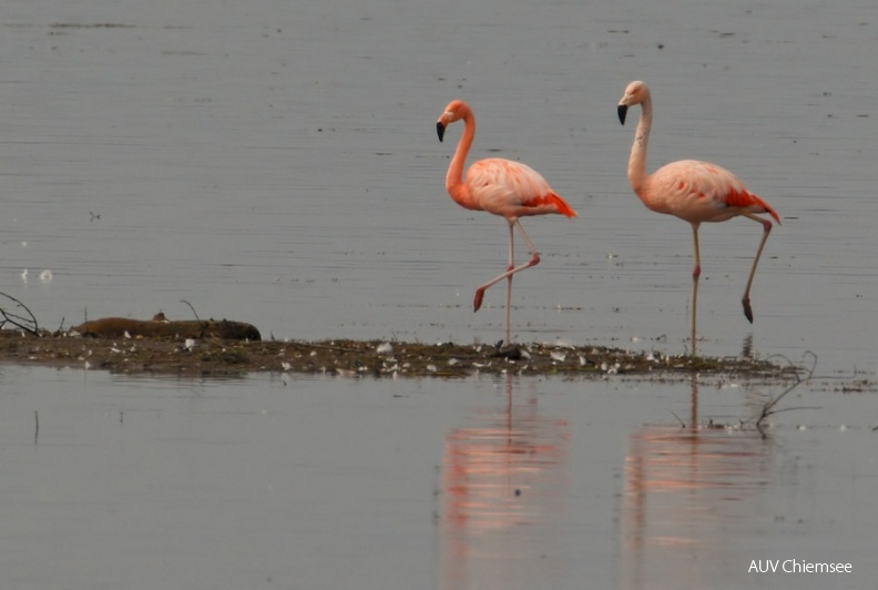 Flamingos_Manitz.jpg