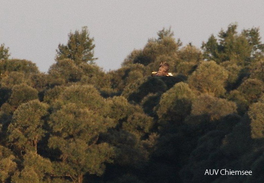 Seeadler