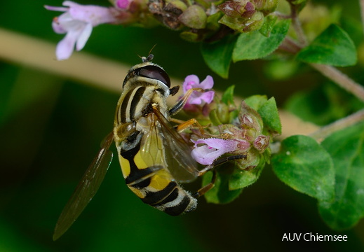 Schwebfliege