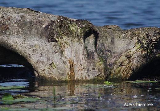 Suchbild  ...