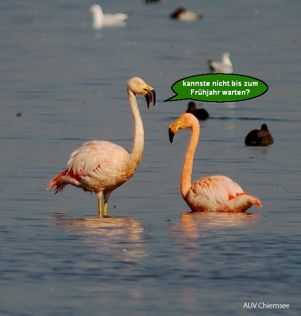Flamingos im 'Zwiegespräch'  -2-