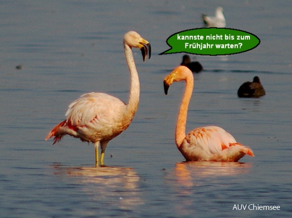 Flamingos im 'Zwiegespräch'  -2-