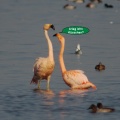 Flamingos im 'Zwiegespräch'  -1-