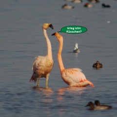 Flamingos im 'Zwiegespräch'  -1-