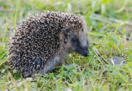 Igel  ...