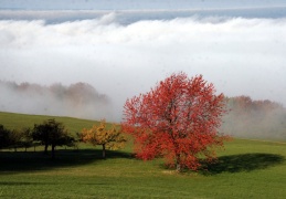 Herbstfarben auf dem Samerberg  ...