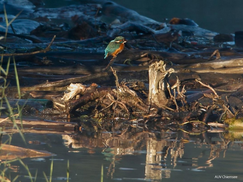 Eisvogel