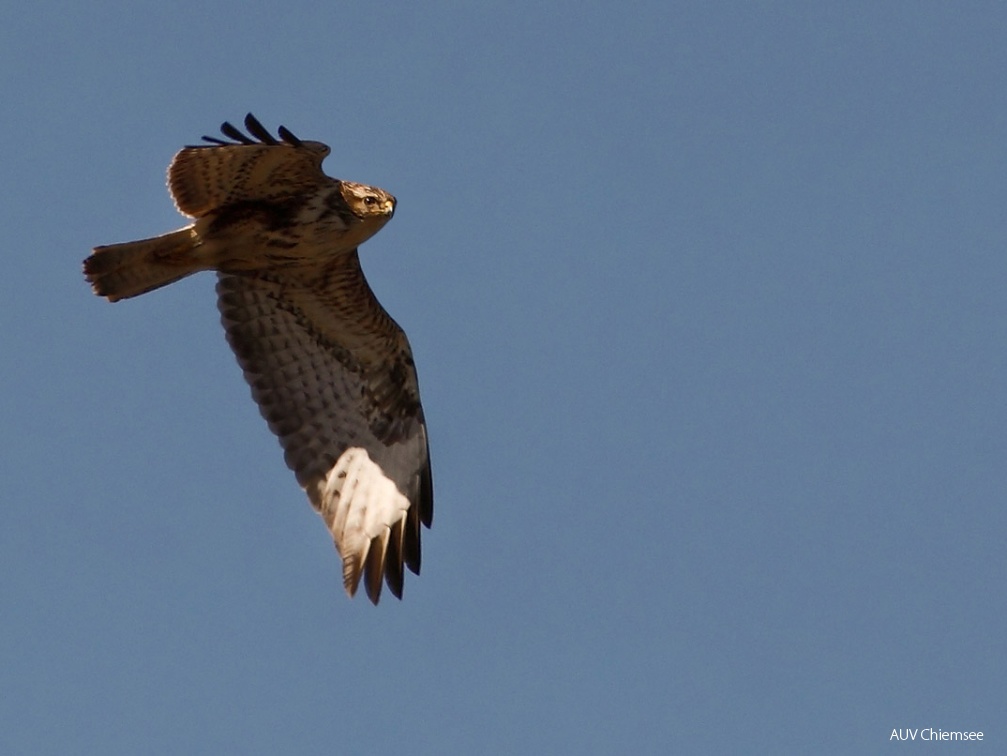 Mäusebussard