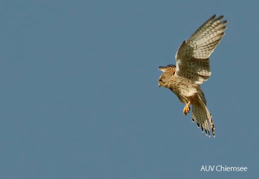 Turmfalke  ...