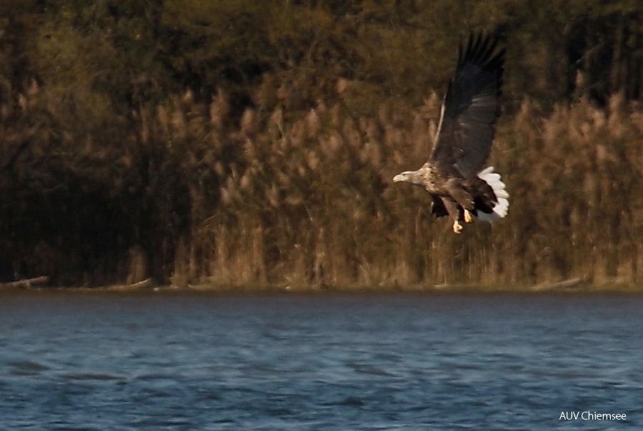 Seeadler  ...