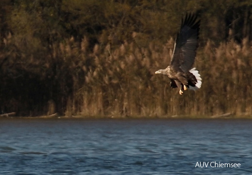 Seeadler  ...