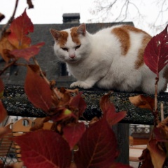 Katze und Herbstlaub