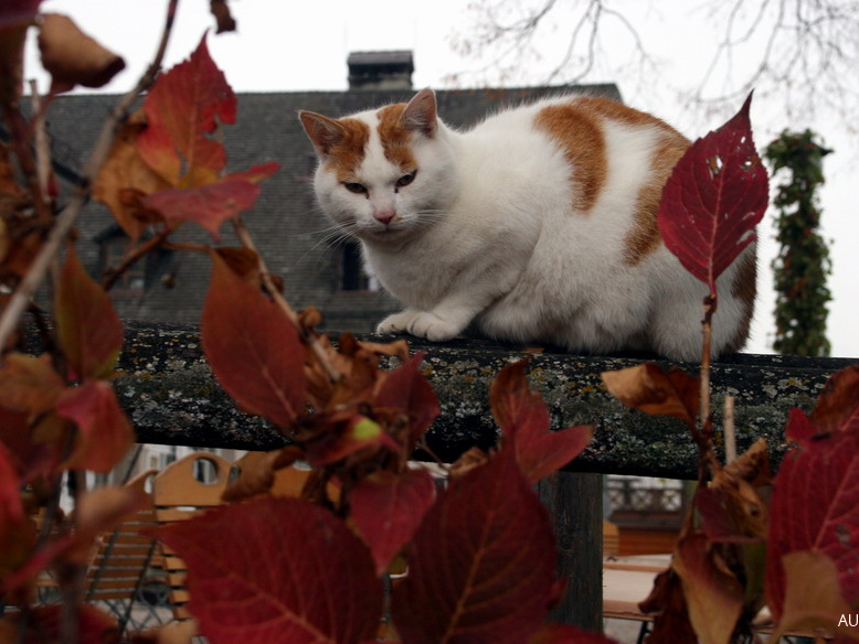 Katze und Herbstlaub