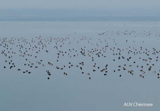 Enten - nichts als Enten