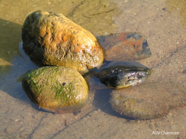 .... auf der Unterseite ist er schwarz .... der Stein ist nämlich eisenhaltig und ohne Sauerstoff bildet sich Eisensulfid .... auf der Oberseite braune Färbung .... aha er rostet, wie jedes Eisen im Wasser .... außerdem auf der Oberseite ein grüner Algenbewuchs .... weil Algen Sauerstoff und Licht brauchen ... dnads-4_1b-103_0355_2.jpg