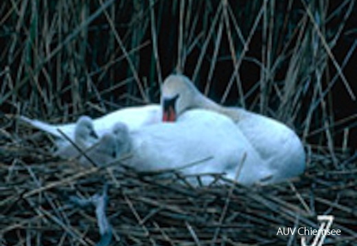 dnads-2_5b-schwan-200