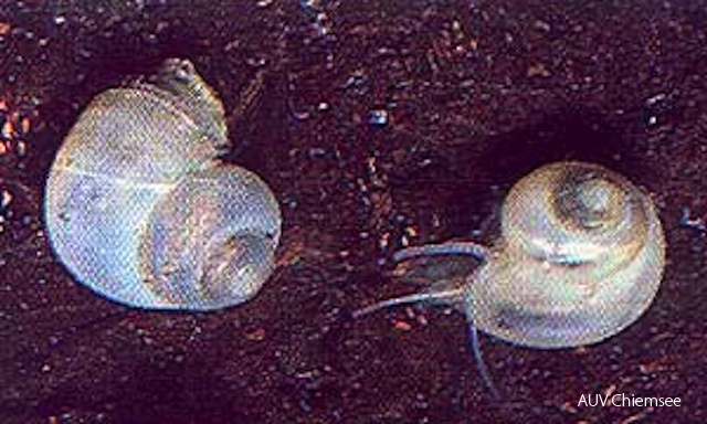 dnads-3_3a-federkiemenschnecke-300.jpg