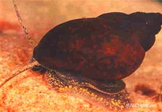 dnads-3_3c-schnauzenschnecke-300