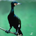 Kormoran