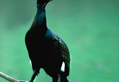 Kormoran