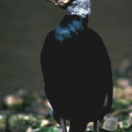 Kormoran