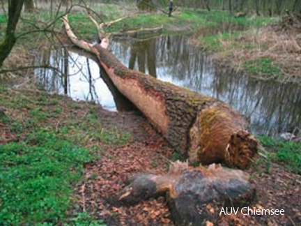 'Biber-Baum'